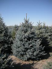 Colorado Spruce